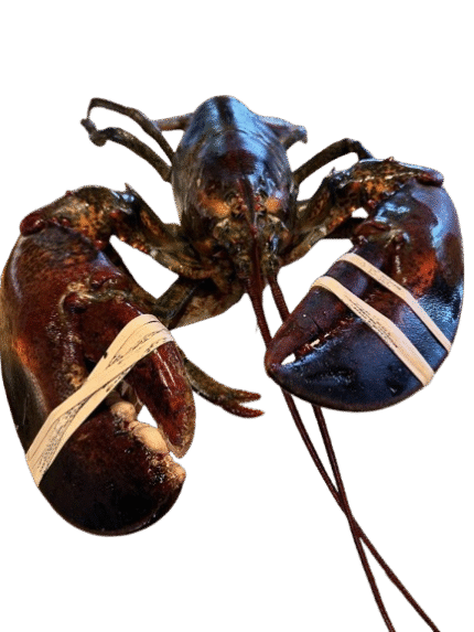 [Super Jumbo 4kg+] Wild-Caught Live Lobster
