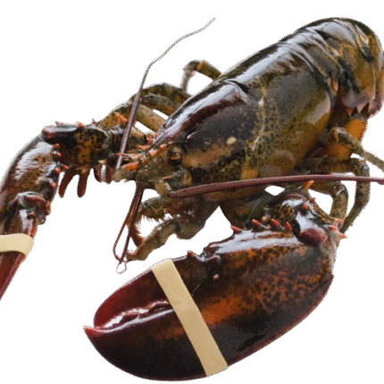 [ Super Jumbo 3kg+] Wild-Caught Live Lobster